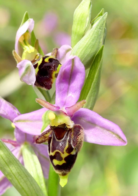 Ophrys apifera x Ophrys holosericea subsp.dinarica, splendidi ibridi nell''aquilano 2021.